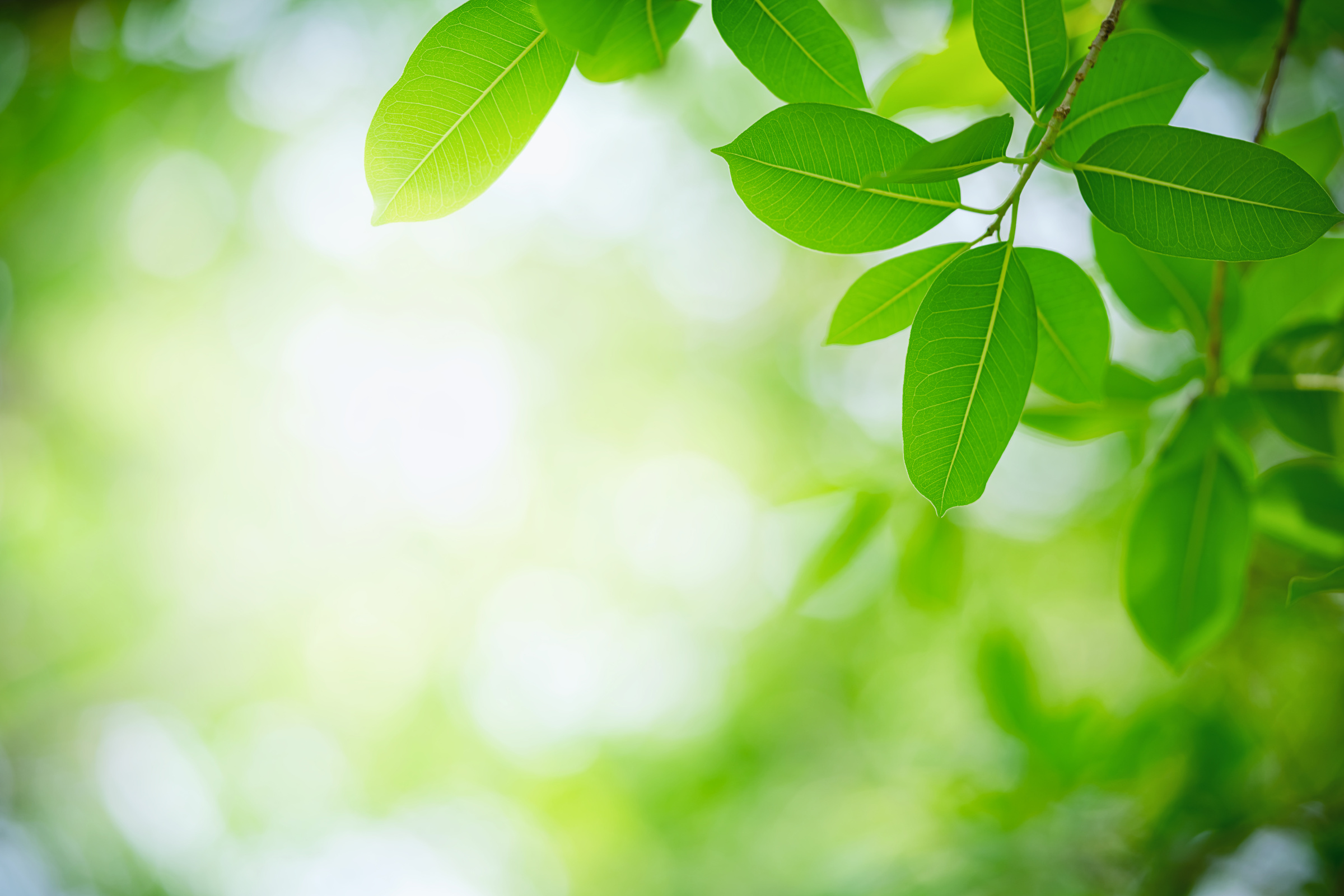 Leaves in Blurred Greenery Background